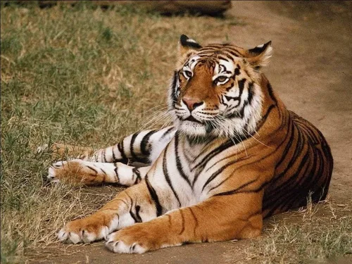 Miniatura 7 de Pup Go Linterna proyector de animales para niños a partir de 3 años, 3 discos 24 imágenes, juguetes de animales de safari para niños y niñas