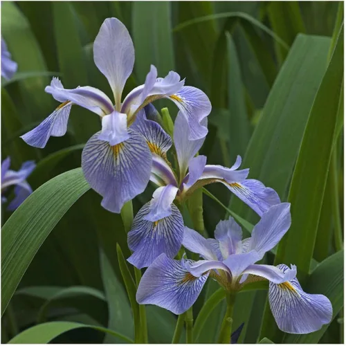 Miniatura 2 de Everwilde Farms - Semillas de flores silvestres nativas con bandera azul del sur de 1 onza - Gold Vault