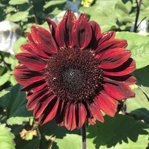 Miniatura 10 de Park Seed Semillas de girasol de oso de peluche gigante, flores dobles esponjosas de 8 pulgadas, variedad de primavera fácil de cultivar, ideal