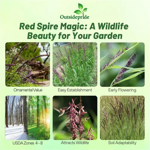 Miniatura 2 de Outsidepride - 500 semillas de la hierba ornamental perenne mélica siberiana (Melica altissima [Red Spire]) para sembrar