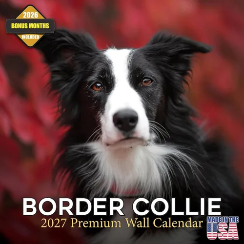 Calendario 2025 2026 Border Collie – Calendario mensual de pared de raza de perro – 12" x 24" abierto – Papel grueso que no se corre – Para regalar