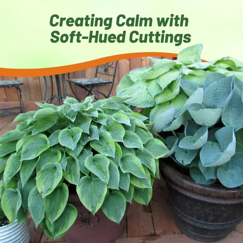 Miniatura 5 de Outsidepride Hosta American Seeds - 100 unidades. Perenne, fácil de cultivar y de bajo mantenimiento, semillas de flores para plantar follaje mixto