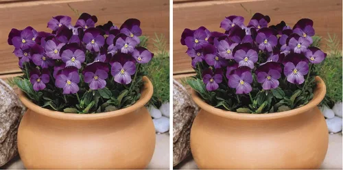 Outsidepride Admiration Viola - Semillas de pensamiento para plantar, 1000 unidades. Flores perennes, resistentes al frío y aptas para polinizadores