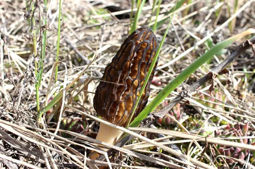 Miniatura 3 de Sporas Black Morel Setas Semillas Micelio Spawn Crecer Bonsái Secado No GMO