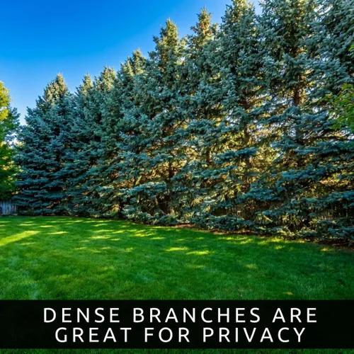 Miniatura 6 de Semillas de abeto azul para plantar 100 piezas de semillas Abeto azul de Colorado, Picea pungens glauca Árboles atractivos para privacidad