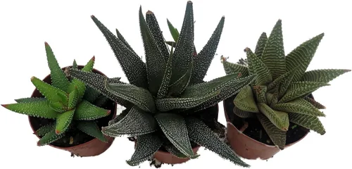 Miniatura 4 de Super Sale - Colección Haworthia 3 Plantas - Maceta de 2