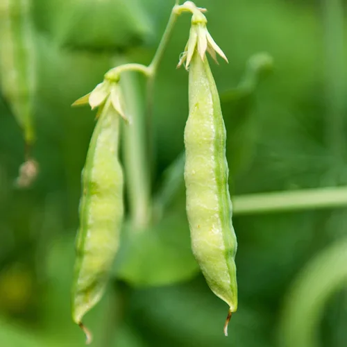 Organic Garden - Semillas de guisantes amarillos – 25 libras a granel ~ 50,000 semillas – Semillas de guisantes amarillos sin OMG para brotes de