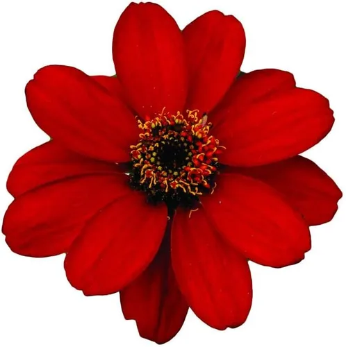 Miniatura 5 de Park Seed Zinnia - Semillas para plantar flores, fáciles de cultivar, perfectas para jardín de primavera, naranja profusión, paquete de 25