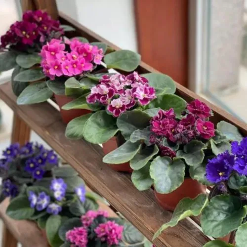 Miniatura 4 de Violetas africanas vivas, plantas de violeta africana, plantas vivas de interior, 4 en maceta, de 4 a 6 pulgadas de largo (rosa)