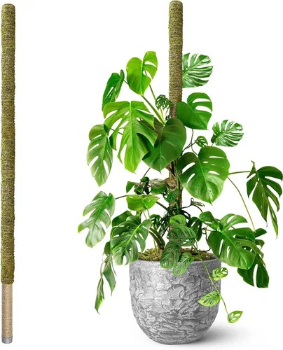 Miniatura 12 de DUSPRO Poste no doblable de 59 pulgadas para plantas trepadoras grandes, poste de musgo grande para Monstera, estacas para plantas