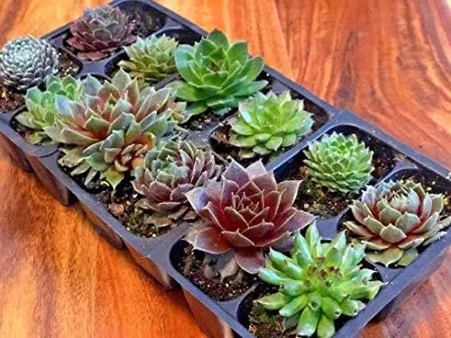 Mini suculentas vivas para boda, recuerdo de ducha, plantas sempervivum, gallinas, pollitos resistentes para jardín de hadas, 12 paquetes de
