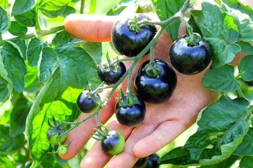 Miniatura 4 de Semillas de tomate negro para plantar más de 20 semillas