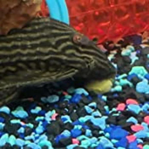 Miniatura 8 de Obleas de espirulina, algas y verduras de 0.472 in - 1/2 pulgada pequeña oblea de hundimiento para camarones, caracoles, cangrejos, cangrejos