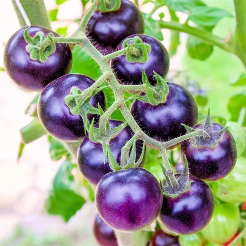 Más de 300 semillas de tomate morado para plantar al aire libre, sin OMG, planifica tu verdura en el jardín de tu casa