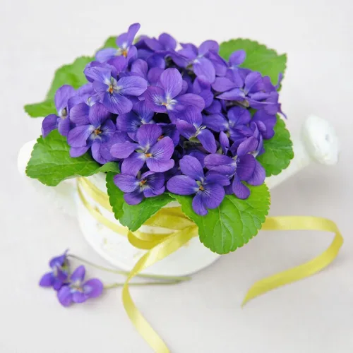 Miniatura 4 de 1000 semillas de viola para plantar, semillas perennes de flores de violeta dulce, flores fragantes de polinización abierta sin OMG para jardines al