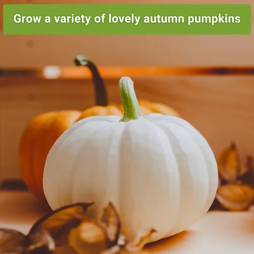 Miniatura 4 de Sow Right Seeds - Colección clásica de semillas de calabaza para plantar - Azúcar pequeño, campo de Connecticut y Big Max - Paquetes de reliquia sin