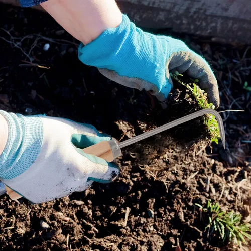 Miniatura 9 de YARNOW Gancho de una sola garra, removedor de raíces de acero al manganeso con mango de madera, herramienta de deshierbe de jardín para excavar