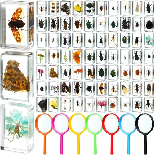 Lineshading 70 piezas de insecto en resina espécimen con 7 lupas, colección de varios insectos, pisapapeles, kit de insectos preservado en resina