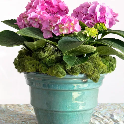 Miniatura 2 de SuperMoss (23165) Musgo de reno, musgo preservado suave para decoración del hogar, manualidades, terrarios, diseño floral y decoraciones de boda