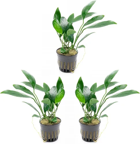 Miniatura 37 de SubstrateSource Plantas vivas – Anubias Hastifolia (Anubias hastifolia) – Luz baja a moderada, hojas en forma de flecha de color verde medio a
