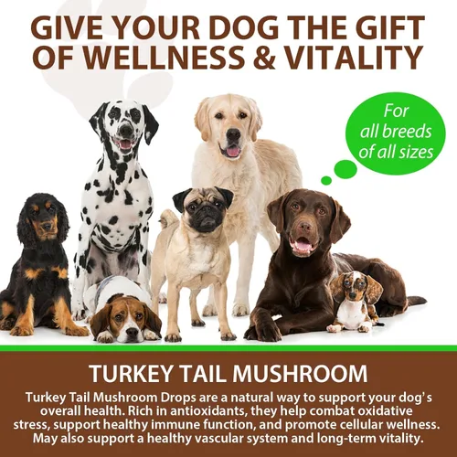 Miniatura 9 de Hongo de cola de pavo para perros, mezcla de hongos, cúrcuma y probiótico para apoyo inmunológico, digestivo y articular, cola de pavo para perros