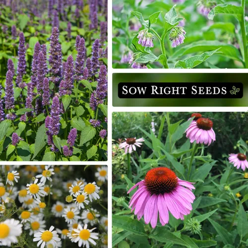 Miniatura 4 de Sow Right Seeds - Colección de semillas de hierbas medicinales para plantar - Manzanilla romana, equinácea, lavanda, hisopo y bergamota - Semilla