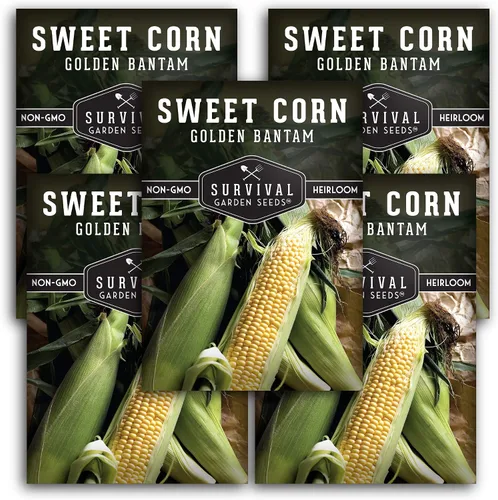Miniatura 12 de Golden Bantam - Semilla de maíz dulce para plantar, 1 paquete con instrucciones para cultivar, cultiva maíz amarillo al aire libre en el huerto