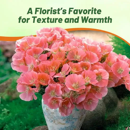 Miniatura 6 de Outsidepride 5000 semillas anuales Godetia Orange Glory Flower Seeds para plantar Naranja