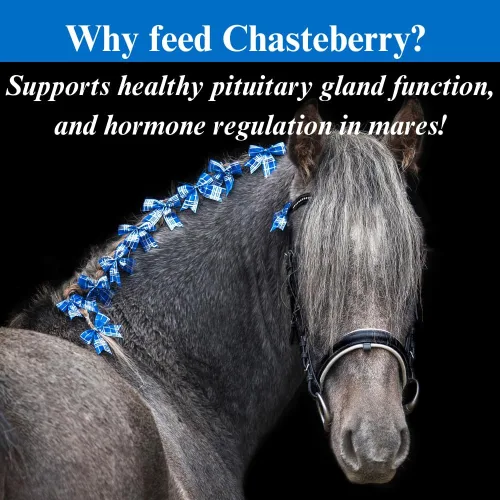 Miniatura 4 de SU-PER Suplemento de Chasteberry para caballos, apoya la regulación hormonal y la función saludable de las glándulas pituitarias en yeguas