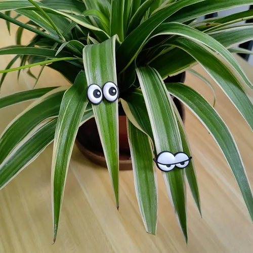 Miniatura 7 de HOMDSG Imanes de plantas lindos con ojos para plantas en macetas, pines de imán seguros para plantas, únicos para amantes de las plantas, accesorios