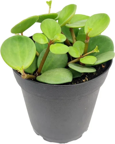 Miniatura 32 de Árbol de dinero trenzado de tocón de Pachira (4 pulgadas), plantas de interior de la suerte, plantas de interior decorativas únicas de 4/6 pulgadas