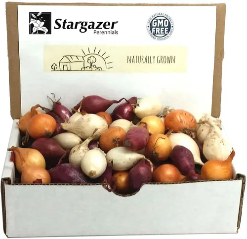 Juegos de cebolla sin OMG, 8 onzas, rojo, blanco, mezcla amarilla, surtido de jardín casero, guía de plantación incluida, Stargazer Perennials