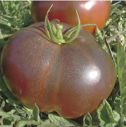 Miniatura 2 de Black Krim Semillas de tomate - Tomate grande reliquia - Uno de los tomates más deliciosos para el cultivo en casa