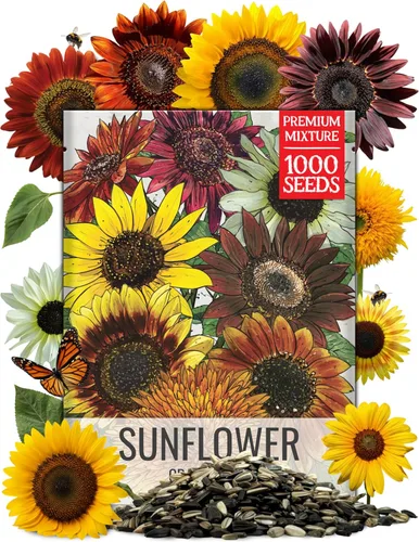 Miniatura 16 de Seed Needs Mezcla de semillas de girasol para plantar Sunset Blend 7 variedades Más de 1000 semillas Helianthus Annuus Heirloom Semillas de flores