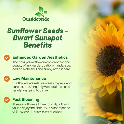 Miniatura 3 de Outsidepride Semillas de girasol de manchas solares enanas Helianthus Annuus de 1/4 lb para plantar