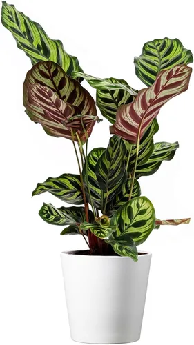 Miniatura 8 de American Plant Exchange Calathea - Serpiente de cascabel – 6 pulgadas con cubierta de maceta – Planta de interior viva apta para mascotas con hojas