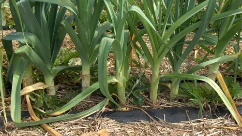 Miniatura 4 de Semillas de cebolla de puerro gigante sin OMG vegetal para plantar