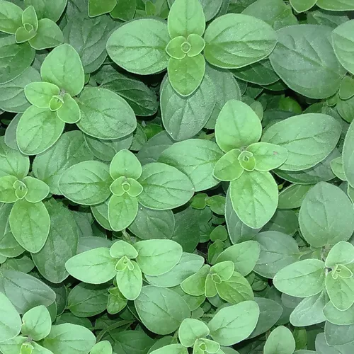 Miniatura 5 de Semillas de mejorana dulce sin OMG hierbas para plantar 1000 semillas