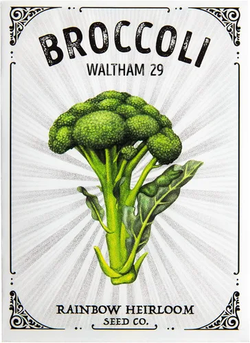 Miniatura 2 de Semillas de brócoli para plantar Variedad Waltham 29 (paquete de 0.07 oz - aproximadamente 630 semillas) Semillas sin OMG y reliquia Paquete