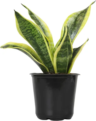 Altman Plants - Planta de serpiente viva (Superba), aproximadamente 13" de alto, prácticamente indestructible, fácil planta suculenta para el hogar,