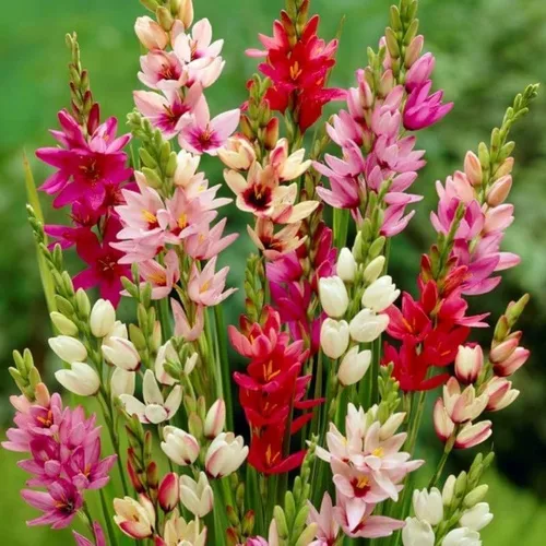 Votaniki Bombillas mezcladas de lirio de maíz africano, de larga floración y fácil de cultivar, bombillas mixtas Ixia para plantar, flor de lirio