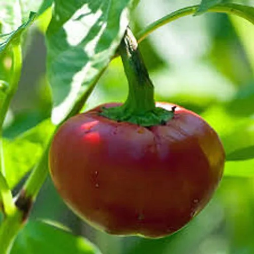 Semillas de pimiento de cereza dulce, paquete de 100 semillas, sin OMG, verduras pequeñas que ofrecen un sabor rico y dulce. - Country Creek LLC