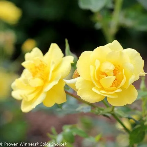 Miniatura 4 de Ganadores probados - Rosa OSO EASY Lemon Zest (Rosa) Rosa, flores amarillas, #2 - Contenedor