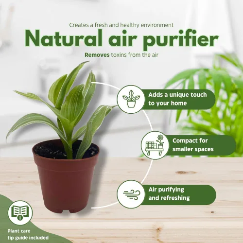 Miniatura 8 de Surtido de Wandering Due, variedad Tradescantia, 2 pulgadas, juego de 3 pequeñas mini plantas Pixie