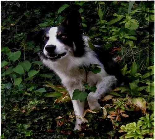 Miniatura 8 de 3dRose Border Collie 2 22x30 Bath Hand Pool Towel