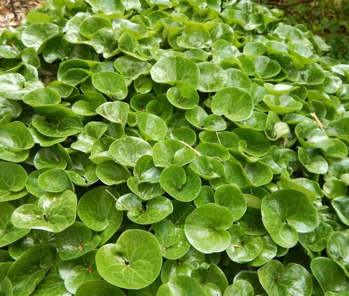 Miniatura 6 de 5 raíces de jengibre silvestre, plantas vivas de jengibre canadiense, cobertura del suelo, Asarum canadense (paquete de 5)