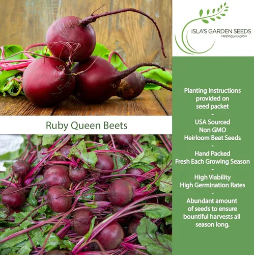 Miniatura 2 de Semillas de remolacha roja "Ruby Queen" para plantar, más de 100 semillas tradicionales por paquete, semillas de jardín de Isla