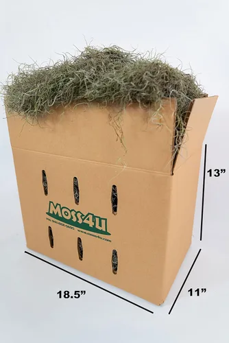 Miniatura 2 de Musgo español fresco para plantas en maceta, manualidades y arreglos florales. Musgo de relleno de plantas verdes súper suave, musgo fresco limpio