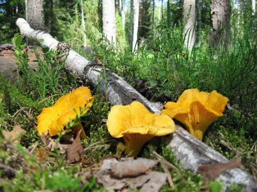 Miniatura 4 de Sporas Mushroom Golden Chanterelle Seeds Mycelium Spawn Hierloom Seed No OGM
