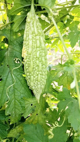 Miniatura 2 de TomorrowSeeds - Semillas de melón amargo de perlas blancas - Paquete de 15 unidades - para semillas de verduras de Karela india de calabaza amarga